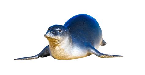 10 Fascinating Facts About Hawaiian Monk Seals - A-Z Animals