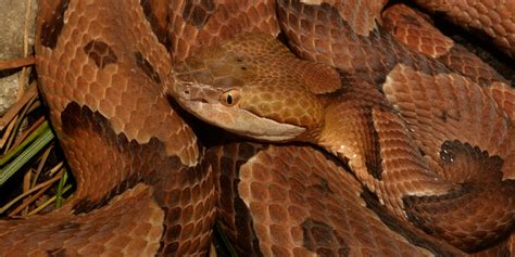 Northern copperhead | Smithsonian's National Zoo and Conservation ...