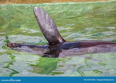 Fur seal, sea lion stock photo. Image of lion, carnivore - 51027530