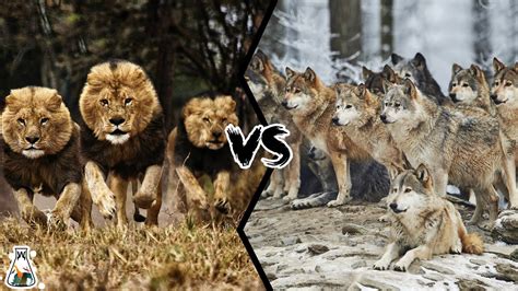 Lion Vs Wolves