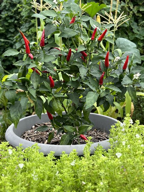 Overwinter Chilli Plants - The Gourmantic Garden