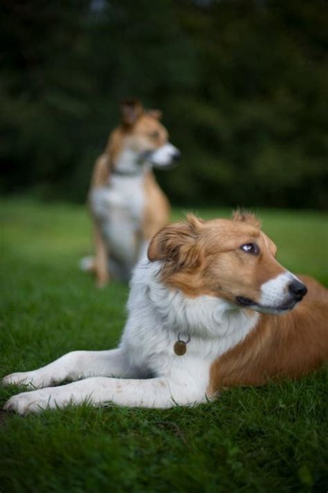 welsh sheepdog photo | Welsh Sheepdog / Ci Defaid Cymreig / Welsh ... | Animal Photography ...