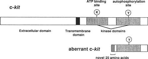 (A) A part of the nucleotide sequence of the c-kit gene including the ...