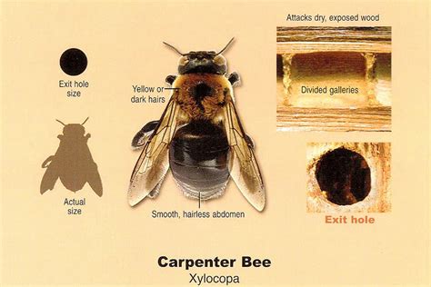 Guide to Carpenter Bee Prevention and Treatment - We Fix Log Homes