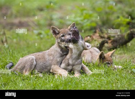 Wolf pups playing hi-res stock photography and images - Alamy