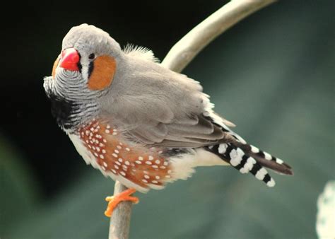 Zebra finch care | Animal Humane Society