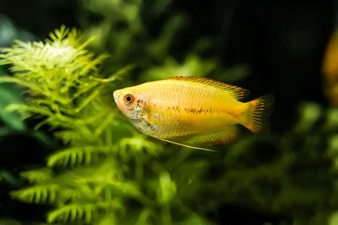 Honey Gourami - Care Guide, Breed Profile, Diet, Lifespan and More