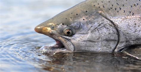 Fresh water fishing Tips: Salmon Fishing Techniques