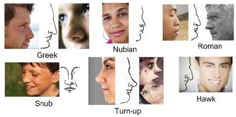 Top 6 Common Nose Shapes - New Theory Magazine