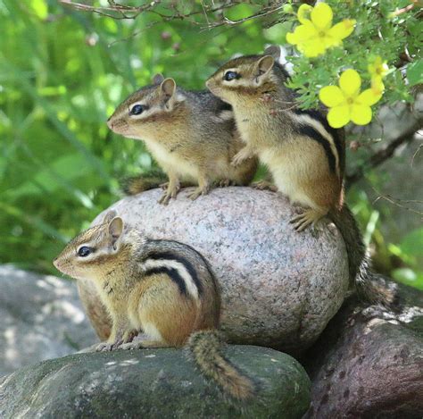 Chipmunk Baby Trio Photograph by Marsha Ewing