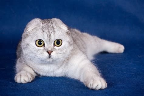 Scottish Fold Cat Wallpapers Images Photos Pictures Backgrounds