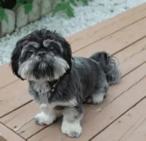 Learn More About the Shih Tzu Pekingese Mix aka Shinese - Dogable