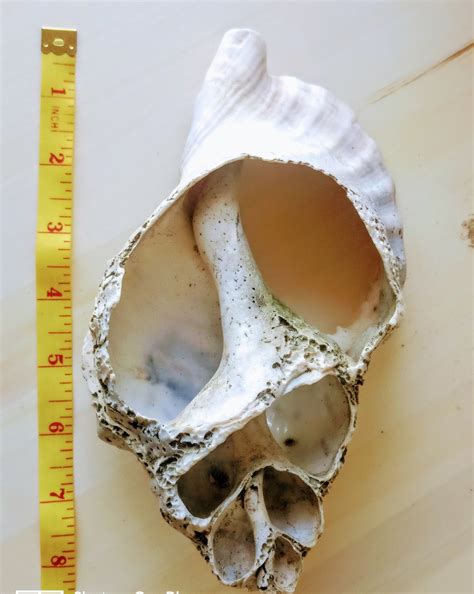 Large Antique Broken Conch Shell. Beach Decor. Collectible - Etsy