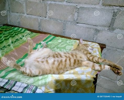 Cute Orange Cat Sleeping Style Stock Photo - Image of pets, happy: 287732640