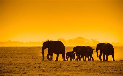 African Animals Wallpaper (61+ images)