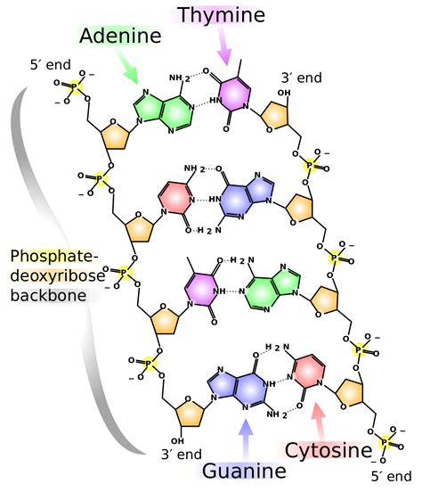 Nitrogenous Base Pairing