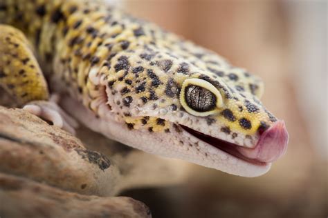 5 Great Pet Lizards - Reptiles Magazine