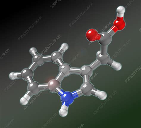 Indole-3-acetic acid - Stock Image - F031/5869 - Science Photo Library