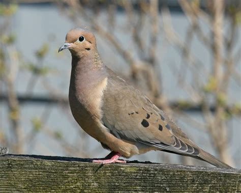 Mourning Dove | Birdspix