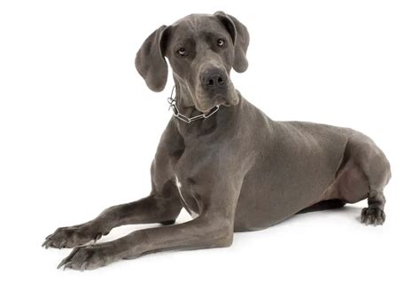 7 Officially Recognized Great Dane Colors (with Pictures)