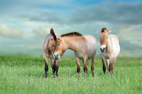 Przewalski’s Horse: Characteristics of the Last Remaining Wild Equid ...