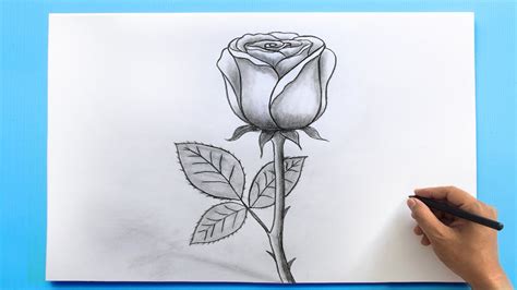 Incredible Compilation of 999+ Rose Drawing Images: Full 4K Rose ...