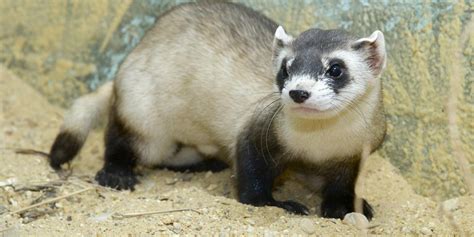 Black-footed ferret | Smithsonian's National Zoo and Conservation Biology Institute