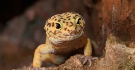 Crested Gecko vs. Leopard Gecko: How Are They Different? - W3schools