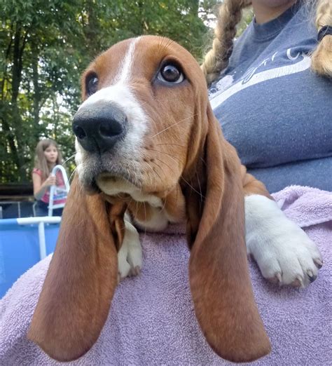 Basset Hound Puppies For Sale | Durham, NC #302569