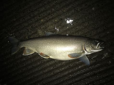 Species #114 — Lake Trout – CaughtOvgard