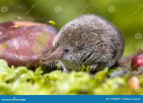 Eurasian Pygmy Shrew Natural Habitat Stock Image - Image of brown, hairy: 171608997