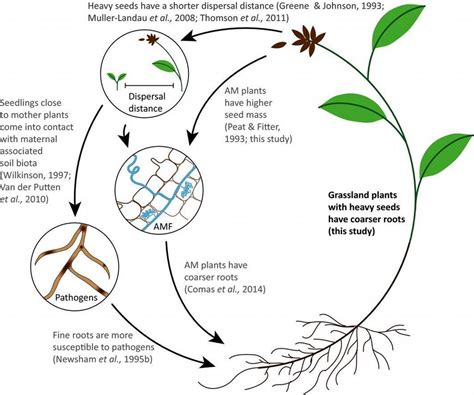 Root traits are more than analogues of leaf traits: the case for diaspore mass | Phyto Sciences ...