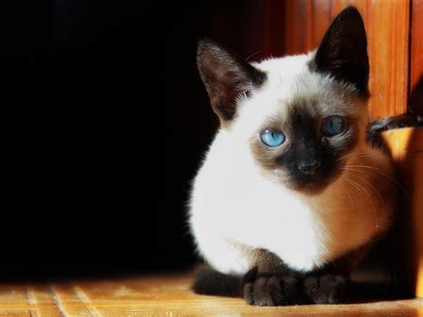 Siamese Cat Wallpapers - Top Free Siamese Cat Backgrounds - WallpaperAccess