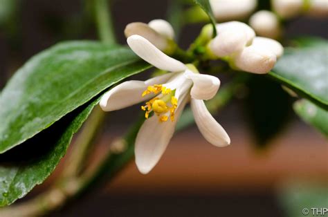 Sunroom Gardening: First Meyer Lemon Tree Flower!