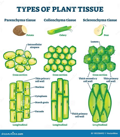 45+ Labeled Diagram Of Plant Tissue Background | Diagram Printabel