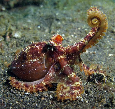 Ocellated Octopus | The octopus is an amazingly adaptive cre… | Flickr