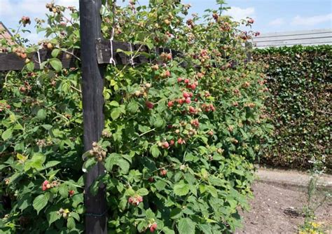 Juicy tips for growing your own raspberry bushes