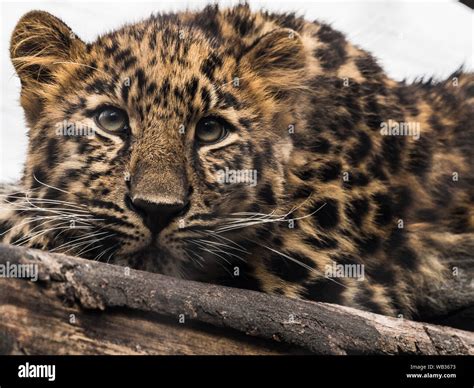 leopard cub in tree Stock Photo - Alamy