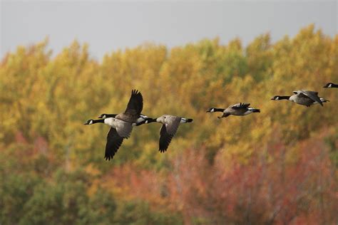 Canada Goose Migration Photograph by Stacey Steinberg - Fine Art America