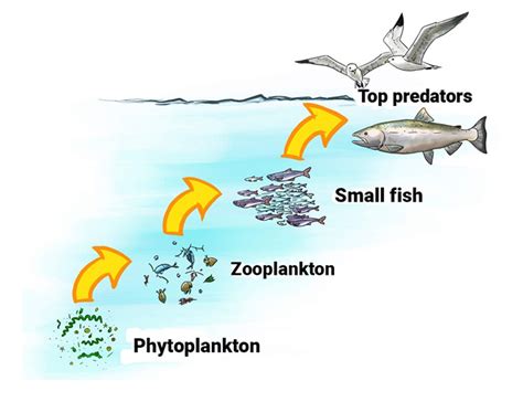 Aquatic Ecosystems - Welcome to Dr. Suris Science Class!