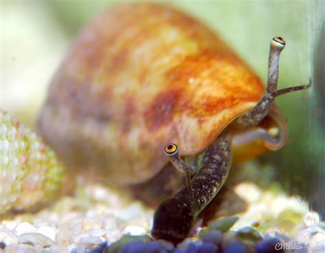 Conch snail eyes : awwwtf