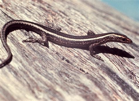 Fence Skink - The Australian Museum