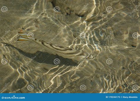 Camouflage in the sea stock image. Image of swimming - 170244175