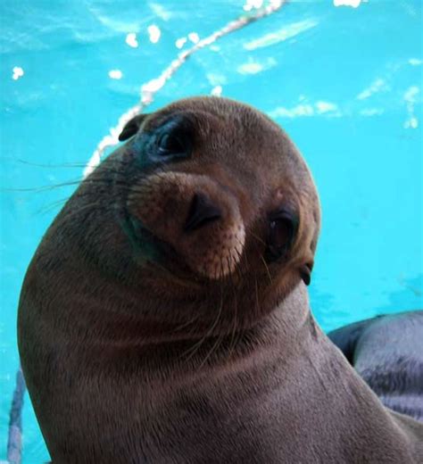 SeaWorld Busy Saving Sea Lion Pups - Awesome Ocean