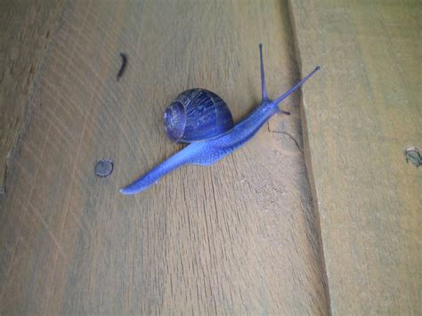 A blue snail. How odd. | A distinctly blue snail. How Odd! | Flickr