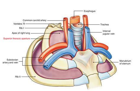 Superior Thoracic Aperture (Thoracic Inlet) – Earth's Lab