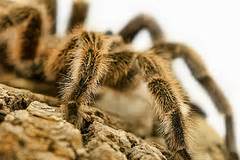 How to Make a Pet Tarantula Habitat You Can Be Proud Of