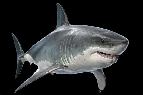 Great white shark 3D model - TurboSquid 1264023