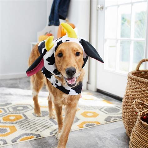 15 Best Halloween Costumes for Dogs 2021 | Cute Halloween Costume Ideas for Dogs and Puppies | HGTV