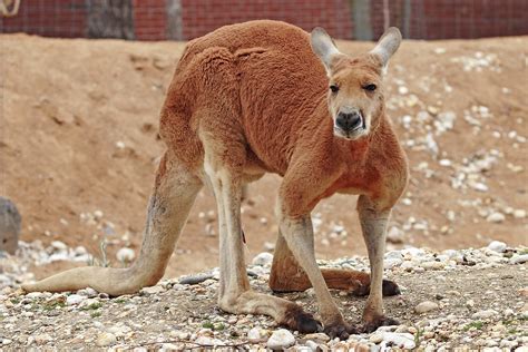 Red kangaroo - Simple English Wikipedia, the free encyclopedia